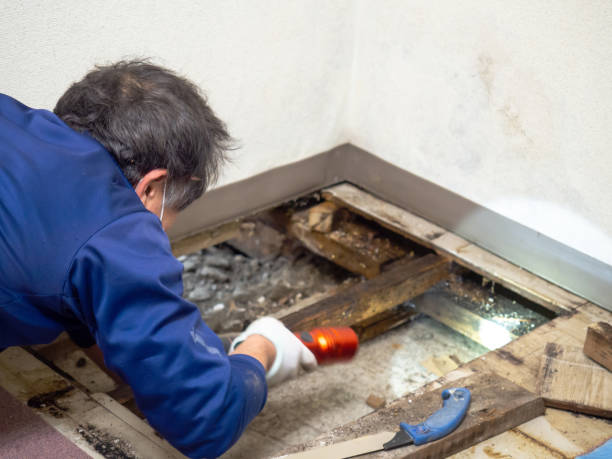 Best Mold Damage Repair  in Rockmart, GA