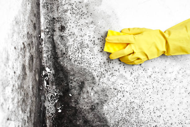 Best Mold Removal Company Near Me  in Rockmart, GA