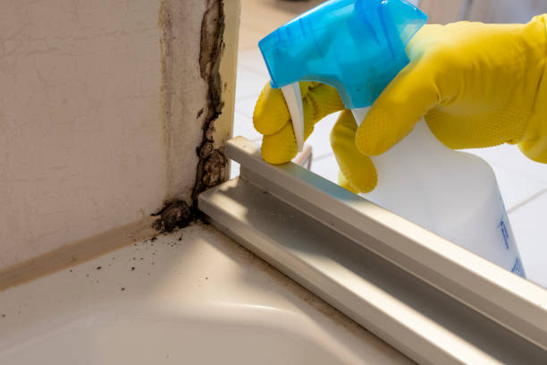 Best Emergency Mold Removal  in Rockmart, GA